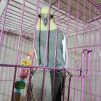 عروس هلندی مولد