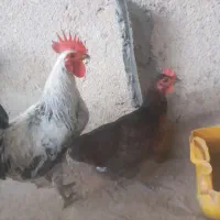 مرغ و خروس شهری