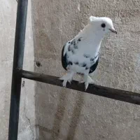 کفتر پشت دار کاکلی پر پا