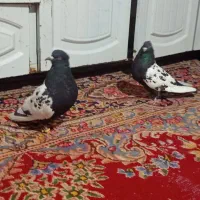 چند جفت کفتر لوک برای جوجه گیری