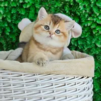بریتیش گلد|گربه|شهرکرد, |دیوار
