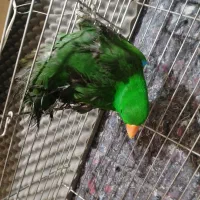 فروش نر اکلکتوس