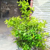 درخت پرتقال