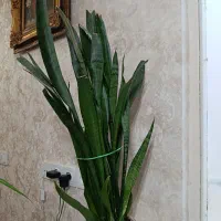 گلدان سانسوریا شمشیری