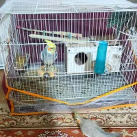 عروس هلندی همراه با قفس