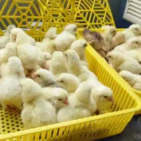 جوجه برهما نژادی باجوجه کشی بدون خرید دستگاه