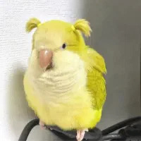 راهب