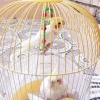 عروس هلندی