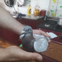 صخریچ