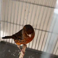 قناری (سرخ) رد فاکتور.