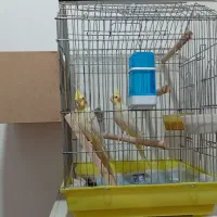 عروس هلندی با قفس