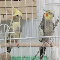 عروس هلندی نر و ماده مولد