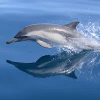 آموزش شنا نیمه خصوصی