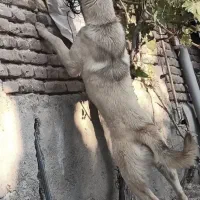 توله ماده سرابی5ونیم ماهه نسل دار