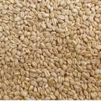 بوجاری گندم و جو