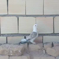 کفتر نوک قناری