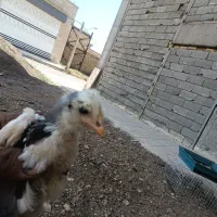 جوجه گلین فول کیفیت