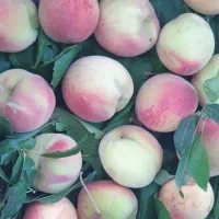 هلو درشت شیرین بزرگ سردرختی  تو مسیر تحویل بگیر