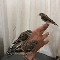جوجه سهره قناری دستی