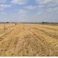 گندم رقم تکتاز