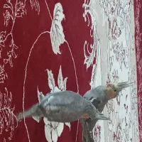 عروس هلندی
