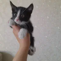واگزاری توله گربه