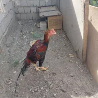 فروش خروس لاری