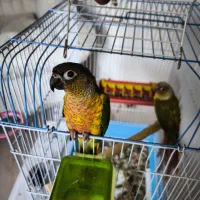 طوطی گرینچیک