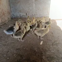 جوجه غاز محلی ۲۰ عدد
