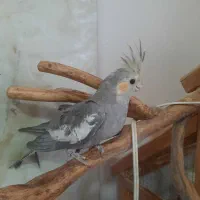 عروس هنلدی  دستی