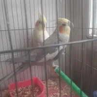جفت مولد عروس هلندی