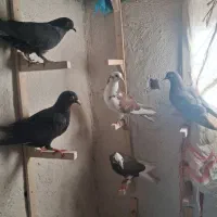 ۶تا کبوتر جوجه