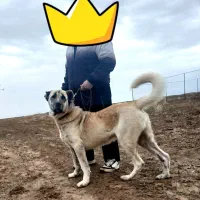 واگذاری سگ سرابی