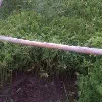 نشا گوجه مشکین آباد