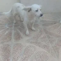 سگ پا کوتا