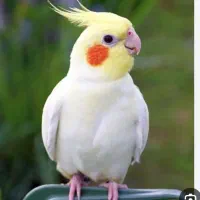 عروس هلندی