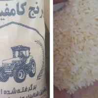 برنج فجر وکامفیروز