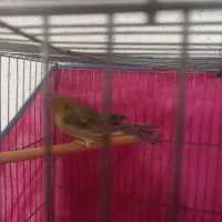 قناری|پرنده|قم, ولیعصر|دیوار