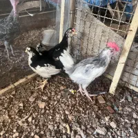 نمیچه مرغ و خروس گلین اصل