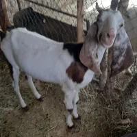 بز سرحال و بدون عیب