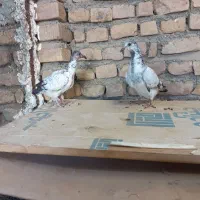 جوجه سوسکی