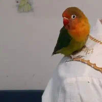 طوطی برزیلی