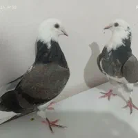 کبوتر شازده سبز