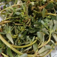 خرفه دارو گیاهی