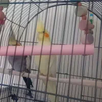 عروس هلندی زردگمشده