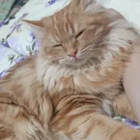 گربه|گربه|زابل, |دیوار