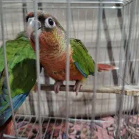 جوجه کاسکو سرلاکی  داخلی،تراکوییس،گرینچیک،راهب