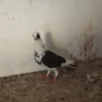 کبوتر|پرنده|شوشتر, |دیوار