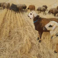 سلام قوچ دو دوندن نژاد دار پلنگی دوقلو زا