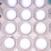 تخم مرغ گلین نطفه دار